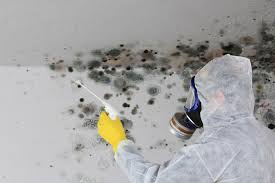  Pimlico, SC Mold Prevention & Removal Pros